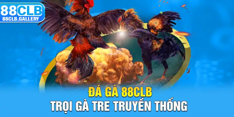 Đá gà 88CLB - Trọi gà tre truyền thống
